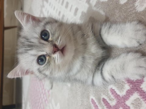 Dünya tatlısı british shorthair