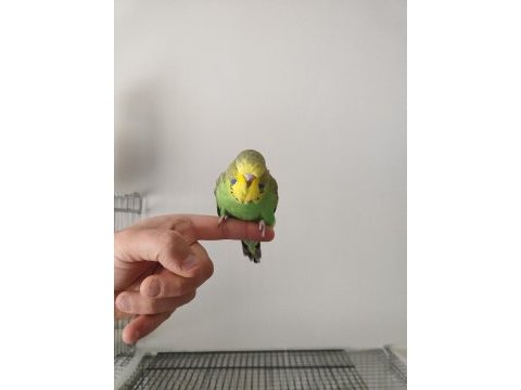 Show jumbo muhabbet kuşu yavrular