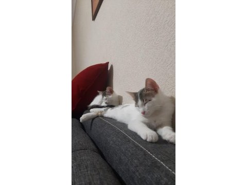 Oyuncu sevimli iki tane yavru tekir kedi sahiplendirme