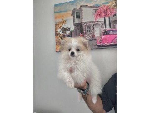 Pomeranian bebek köpeğimiz
