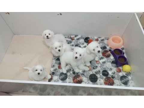 Orijinal maltese bebeklerimiz