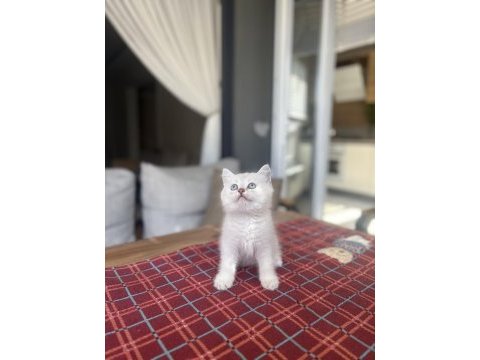 Brıtısh shorthair ayı surat yavrularım 