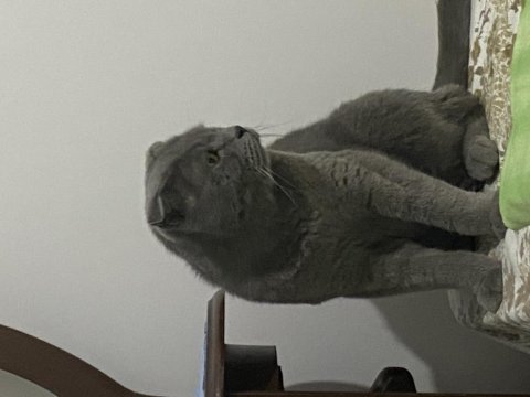 Uysal ürkek scottish fold bebeğim