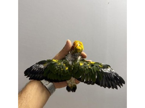 Güneş konur yavru el besleme
