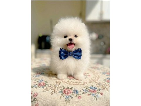 Mini boy ayıcık pomeranian boo