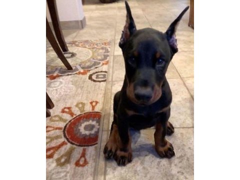 Fenasal estetikli doberman yavrular