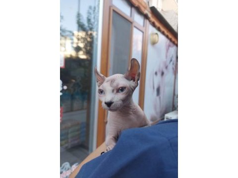 Anne altında safkan elf kulaklı sphynx yavrusu