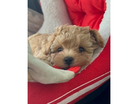Kore kanı honey maltipoo 1.250 gr