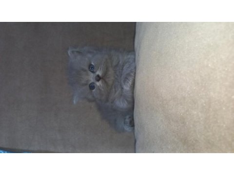 British longhair yavru
