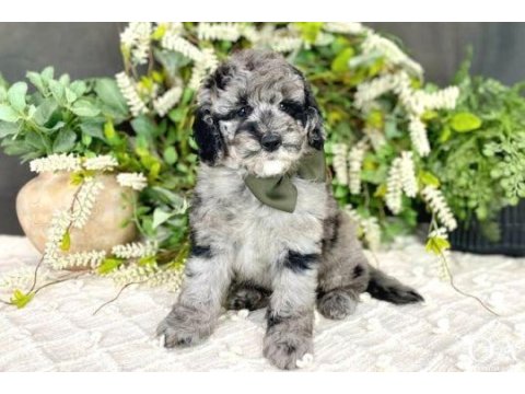 Blue merle özel renk mini bernedoodle bebekler