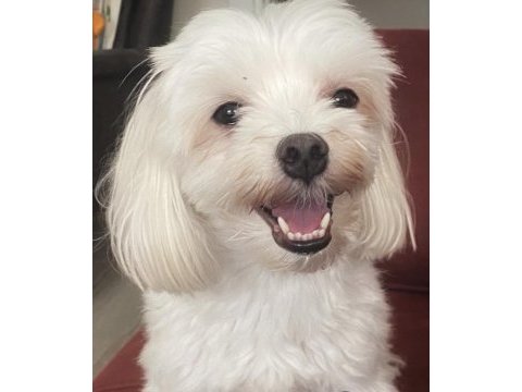 Ücretsiz sahiplendirme maltese terrier erkek