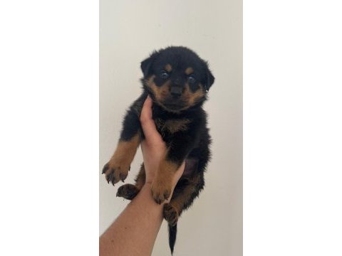 Koca kafa macar rottweiler