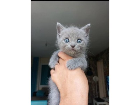2 aylık british shorthair