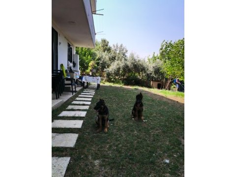 Safkan ırk garantili alman kurdu