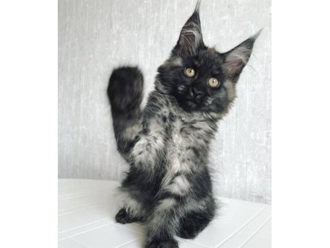 Türkiyede nadir ırk maine coon yavrularımız