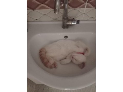 British shorthair 0-4 aylık