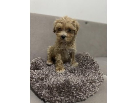 Maltipoo erkek bebeğim