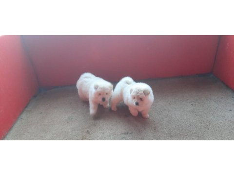 Sağlık ırk garantili ve kaliteli chow chow yavrular