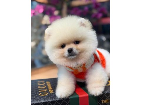 Ayı surat pomeranian bebekler