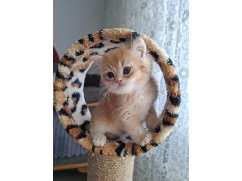 Safkan british shorthair golden yavrular (uygundur)