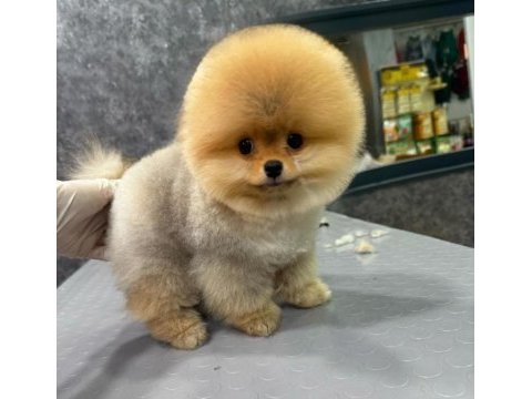 Muhteşem pomeranian boo yavrularımız