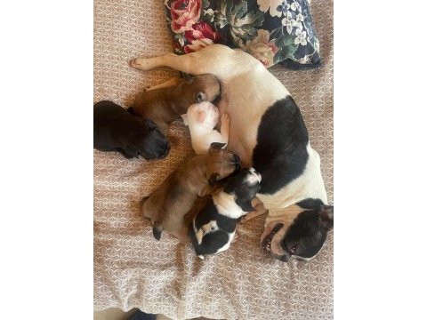45 günlük french bulldog