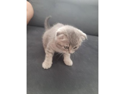 Scottish fold dişi yavrumuz