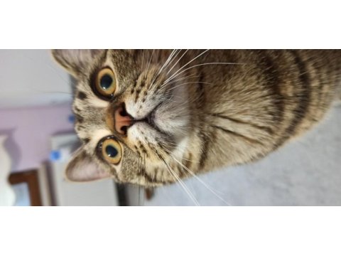 Ücretsiz erkek british shorthair