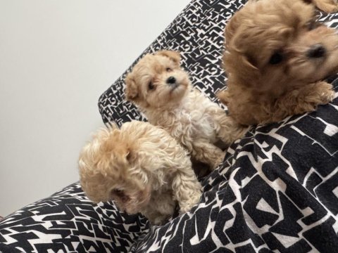 Kg garantili kore maltipoo bebeklerimiz