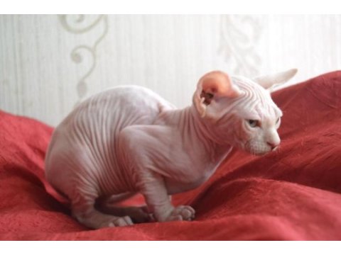 2,5 aylık erkek sfenks kedisi