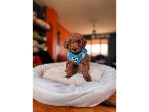 Safkan poodle yavru köpekler