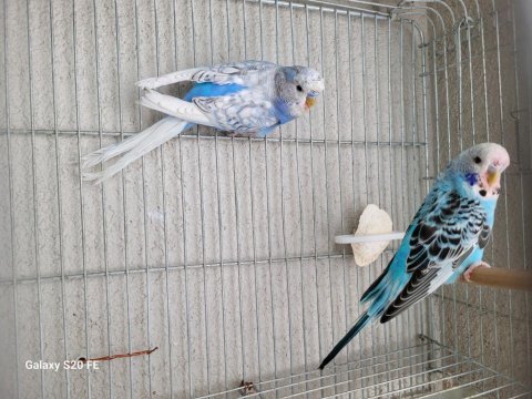 Uygun fiyata jumbo muhabbet kuşu yavruları