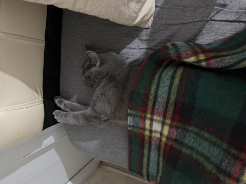 Ücretsiz sahiplendirme british shorthair acil