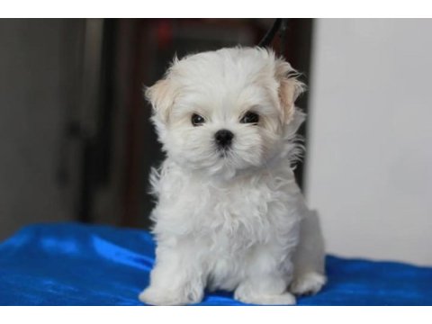Korean maltipoo puppies (cheap) 2 kg olacak