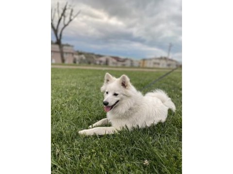 Japon spitz kalıcı yuva