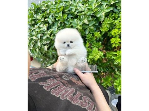 Pomeranian teddy yavrular