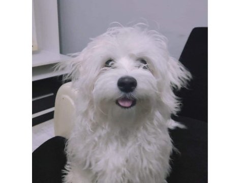 1 yaşında maltese terrier