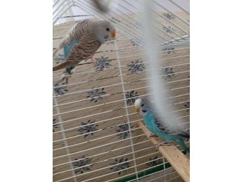 4 tane 3 aylık yavru muhabbet kuşları