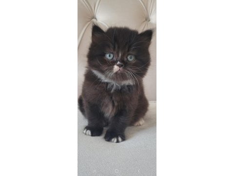 Eşsiz güzellikte ipek tüylü birman ve british longhair