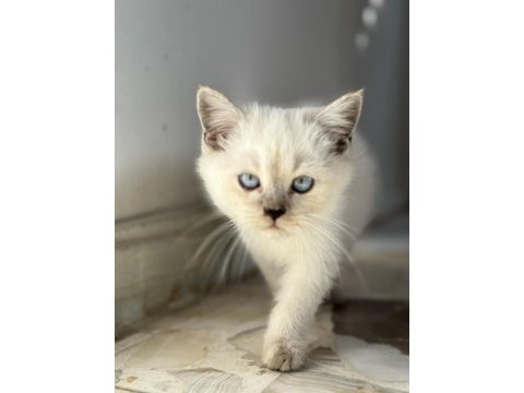 Show kalite british shorthair yavrular