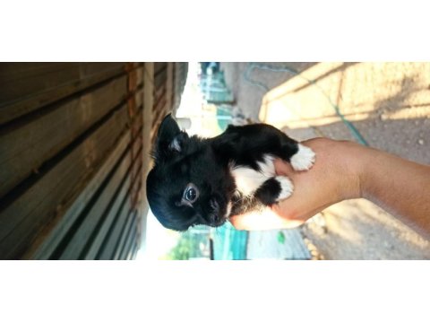 Şivava uzun tüylü (chihuahua)