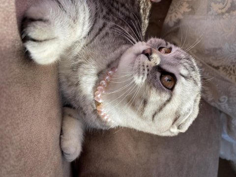 Eşsiz nakışlı scottish fold yavru