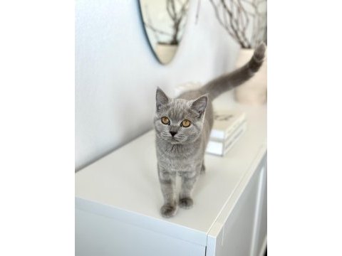 Safkan brıtısh shorthaır
