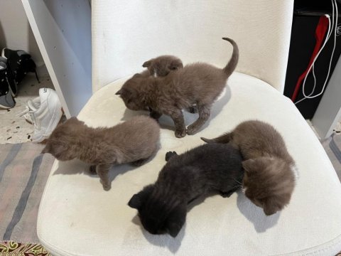 Scottish fold kediler
