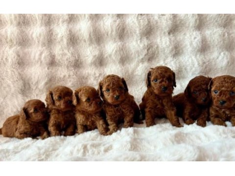 Özel toy poodle yavrular güvenilir çiftlikten