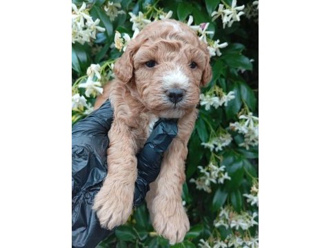Irk ve sağlık garanti poodle yavrularımuz