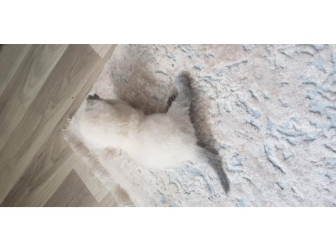 Yavru scottish fold