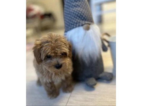 A kalite maltipoo yavrularımız