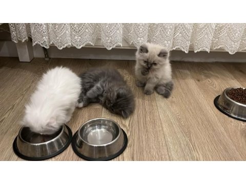 Scottish fold longhair yavru beyaz
