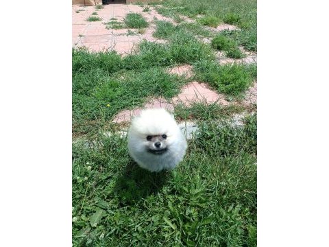 Pomeranian boo köpeği